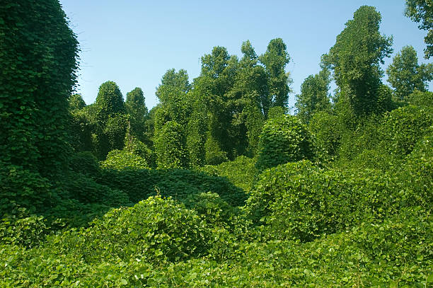 Invasive plants in a southeastern United States ecosystem